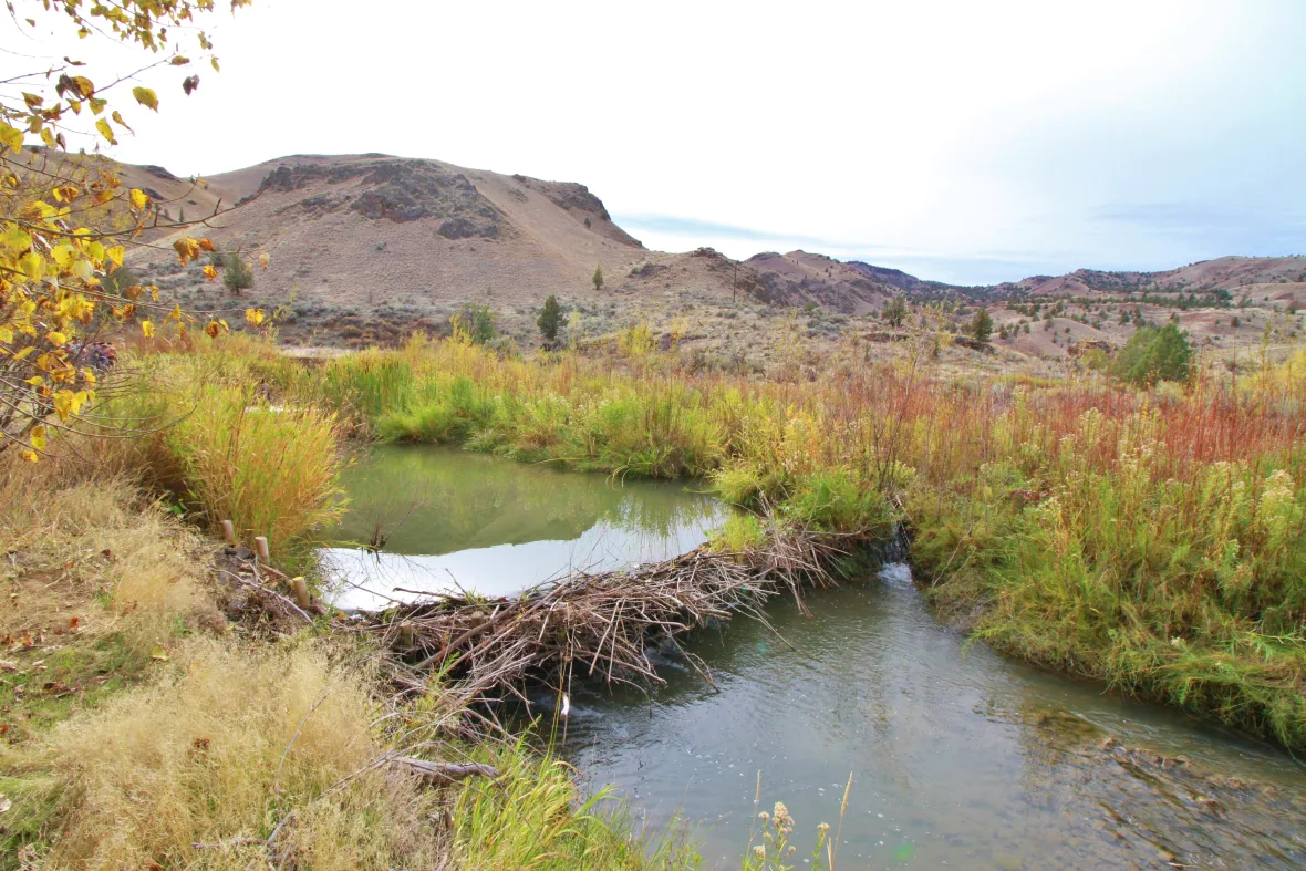 درمان دردهای طبیعت با حیوانات؛ اینبار سگ های آبی