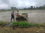 رییس سازمان جهاد کشاورزی مازندران : نشا کاری برنج در استان همچنان ادامه دارد