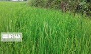 سموم کشاورزی مجاز برای مبارزه با بیماری بلاست برنج در مازندران اعلام شد