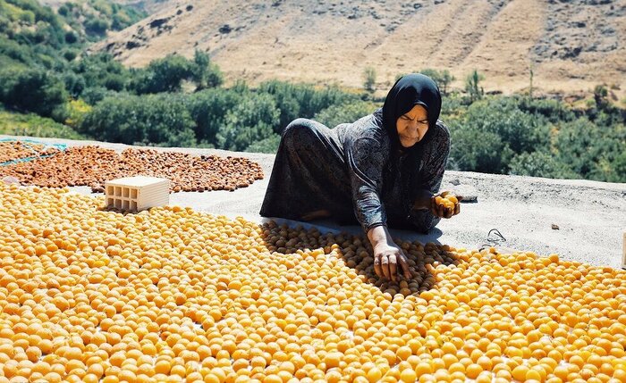 مهاجرت، گناباد را پیر کرد / لزوم توسعه اشتغال روستایی