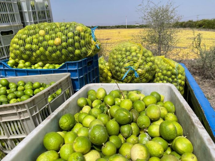 دستان پایین کشاورزان رودانی/توانی برای برداشت لیموترش باقی نمانده
