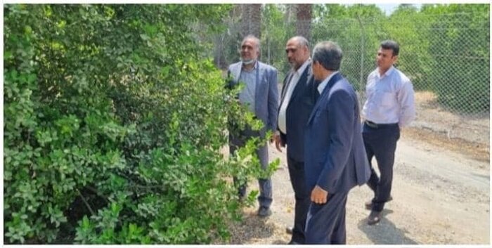 تلاش تعاون روستایی هرمزگان برای ثبات بازار لیموترش/ مشکل باغداران هرمزگان رفع میشود