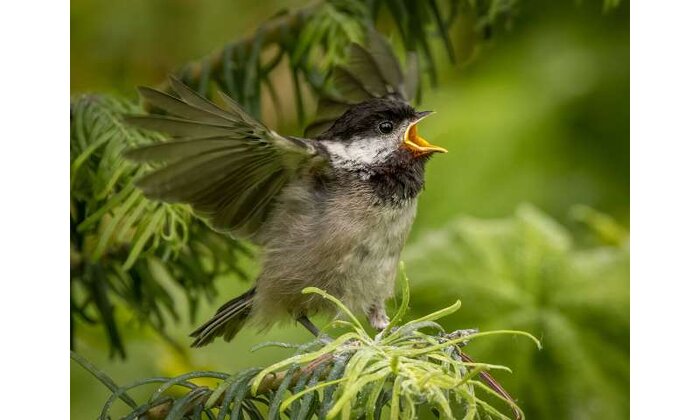 قرنطینههای کرونایی چه تأثیری بر پرندگان گذاشت؟