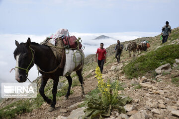 Somamus Aşireti