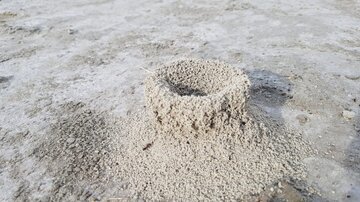مشاهده پدیده عجیب از لانه‌سازی مورچگان در دریاچه بختگان + فیلم