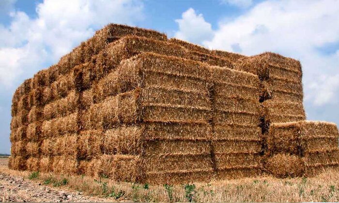 پایان خاکسوزی در مزارع مازندران / کاه و کلش قیمتی شد