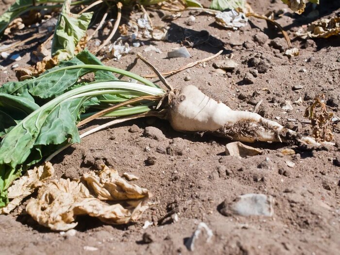 از تمایل عراق برای افزایش واردات گاز از ایران تا اظهارات رابرت مالی در مورد توافق هسته ای