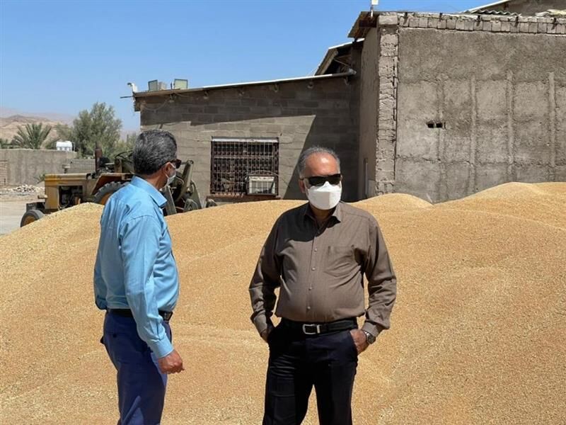 هرمزگان در خرید تضمینی گندم پیشرو است هرمزگان در خرید تضمینی گندم پیشرو است