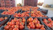 عوارض صادرات گوجه فرنگی زراعی از فارس کاهش یافت