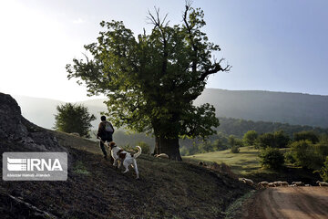 La montagne Dorfak dans la province de Guilan