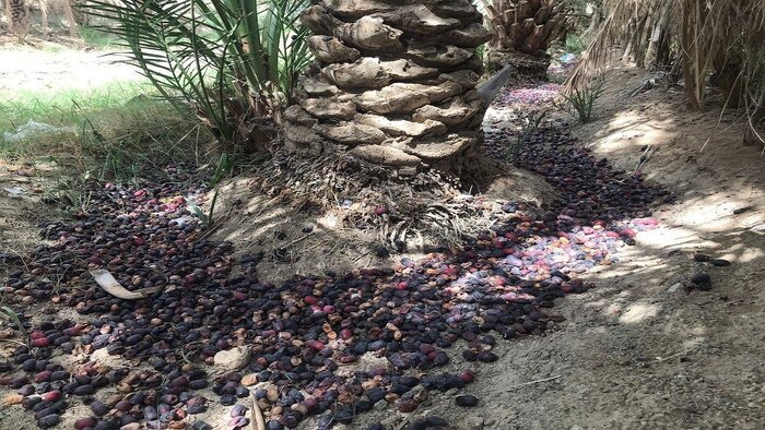 کام تلخ نخلداران بوشهر از مونسون و دلالان خرما تا هزینه بالای تولید و صنایع تبدیلی