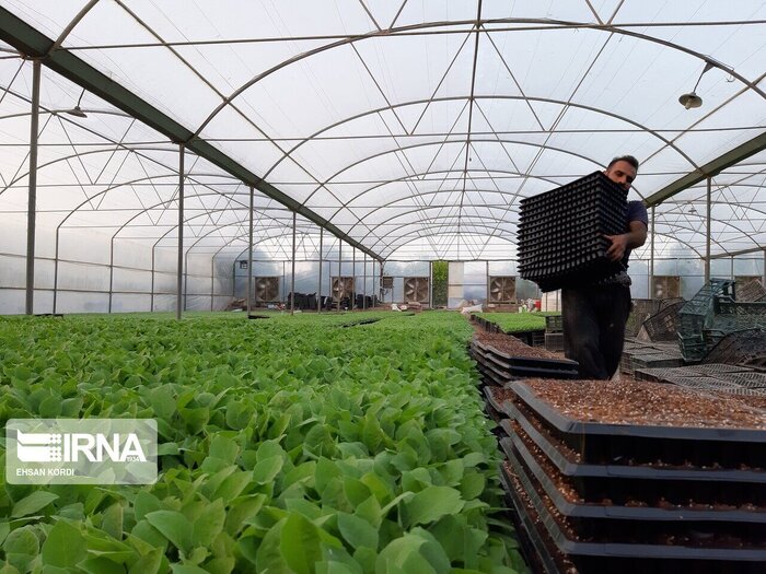کشت گلخانهای، مسیر سبز درآمدزایی ارزی/ خراسان رضوی رتبه ۱۲ کشور را دارد