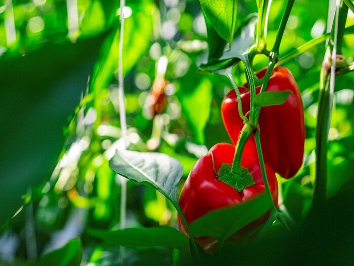 کشت گلخانهای، مسیر سبز درآمدزایی ارزی/ خراسان رضوی رتبه ۱۲ کشور را دارد