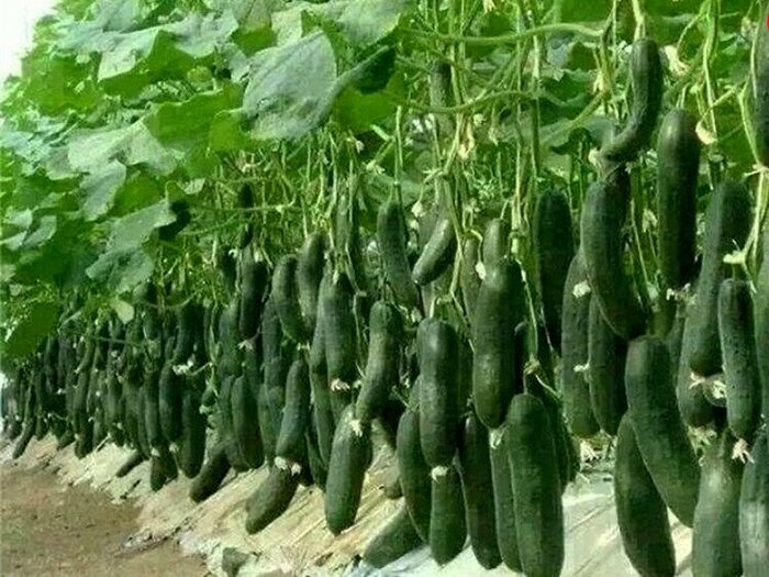 کشت گلخانهای، مسیر سبز درآمدزایی ارزی/ خراسان رضوی رتبه ۱۲ کشور را دارد