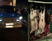 عاملان توزیع گوشت‌های فاسد در هرمزگان دستگیر شدند