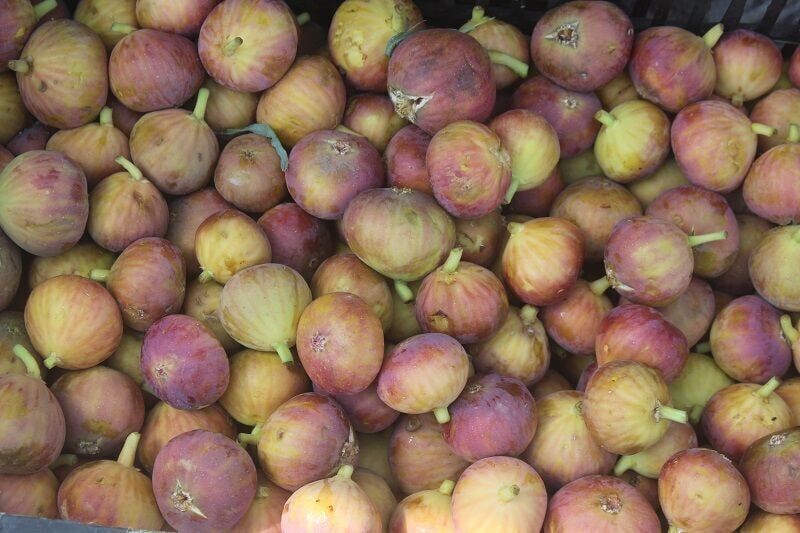 برداشت انجیر دیم از انجیرستانهای خفر کاهش یافت برداشت انجیر دیم از انجیرستانهای خفر کاهش یافت