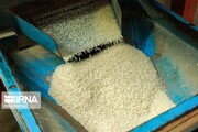 گسترش دامنه کسادی بازار برنج مازندران به سال جدید
