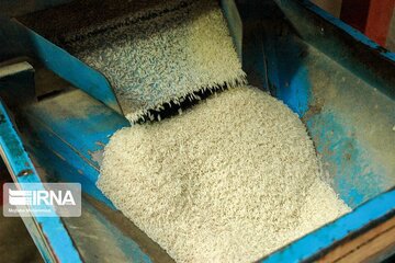 ثبات قیمت عمده فروشی برنج مازندران در فصل شالیکاری