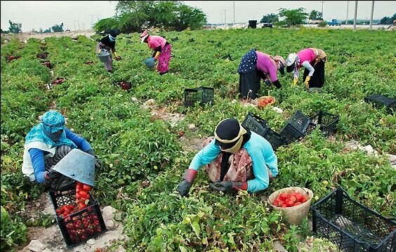 پرداخت ۱۶۵ میلیارد ریال تسهیلات قرض الحسنه به مستمری‌بگیران بیمه روستایی همدان