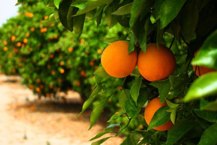 ترنج مازندران در راه چین