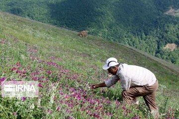 افزایش سطح زیر کشت گیاهان دارویی به ۵۰۰ هزار هکتار تا سال ۱۴۰۵