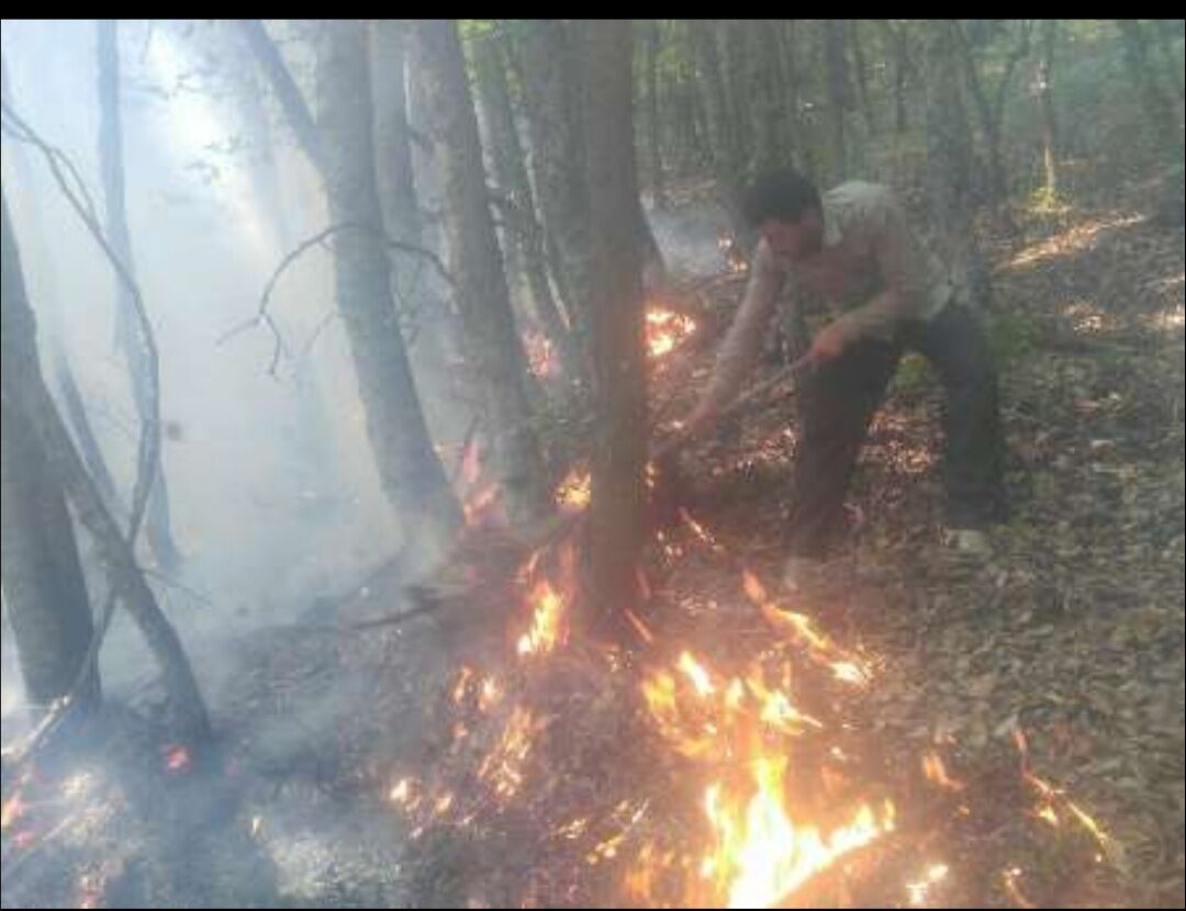 اتش سوزی جنگل کجور نوشهر مهار شد/ ۲ هکتار از اراضی جنگلی و کشاورزی در آتش سوخت 