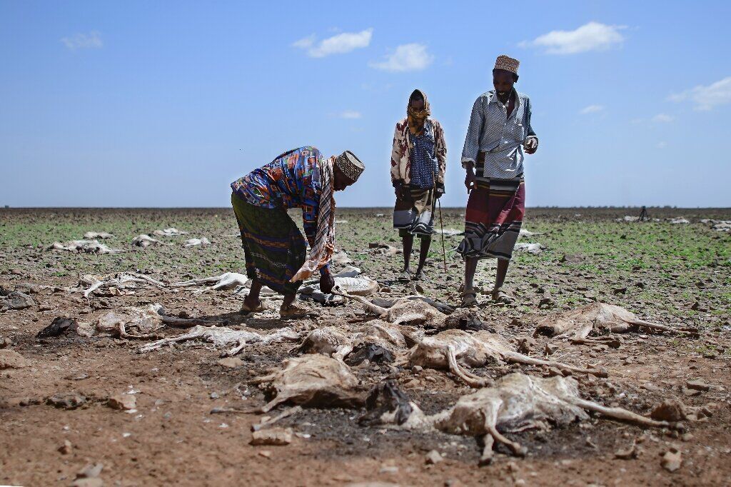 آفت خشکسال و قحطی ؛ ۲۲ میلیون نفر در شاخ آفریقا گرسنه هستند