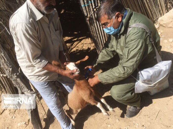 دامداران مجاور پارک ملی نایبند واکسیناسیون دامهای خود را کامل کنند