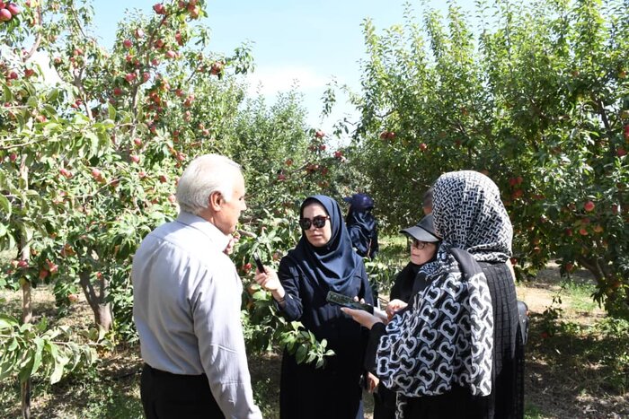 مزه کردن سیب «قره قرمز» اهر زیر دندان اعراب و اروپاییان