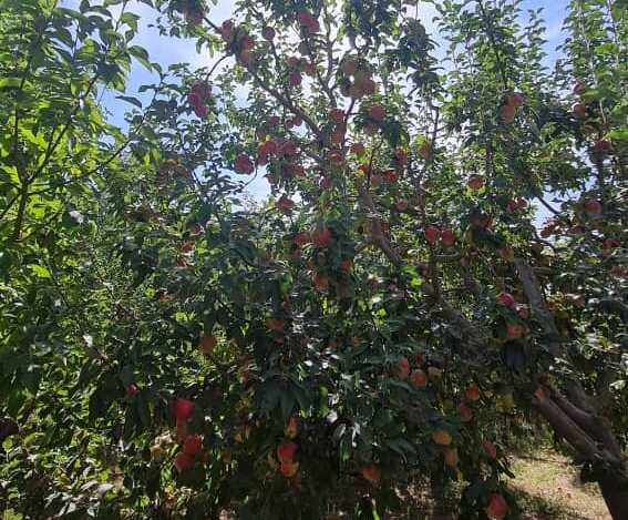 مزه کردن سیب «قره قرمز» اهر زیر دندان اعراب و اروپاییان