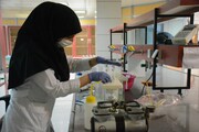 اتمام مرحله آزمایشگاهی ساخت سلولهای بنیادین شبه کبد و پانکراس در مشهد 