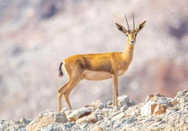نخستین مرحله رهاسازی جبیر ایرانی در پارک ملی نایبند پاییز امسال انجام می‌شود