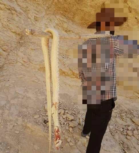 شکارچی افعی در "جم" به مراجع قضایی معرفی شد