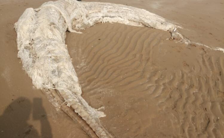 لاشه متلاشی شده یک پستاندار دریایی در ساحل گناوه پیدا شد 