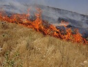 سالانه ۱۰۰ هکتار «آتش بُر» در مراتع استان همدان ایجاد می‌شود 
