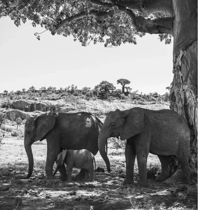 خروج گیاه انگلی از بدن یک حشره قربانی جامعه علمی را شگفتزده کرد