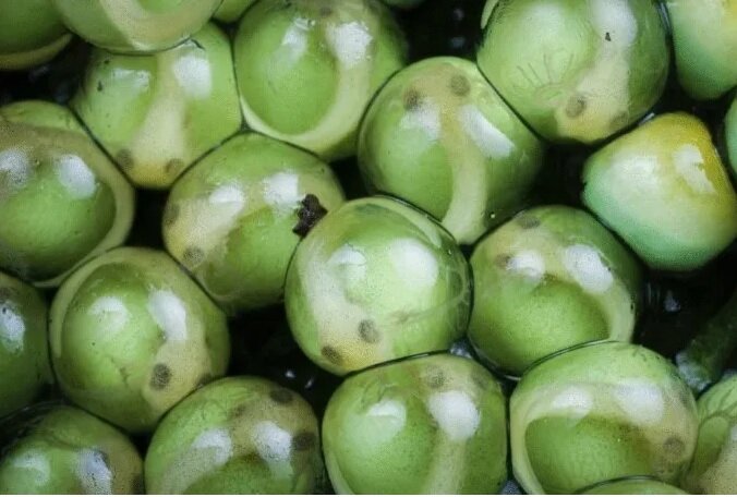 خروج گیاه انگلی از بدن یک حشره قربانی جامعه علمی را شگفتزده کرد