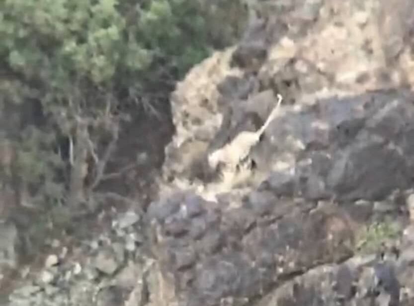 یک گونه پلنگ نادر در جیرفت مشاهده شد یک گونه پلنگ نادر در جیرفت مشاهده شد