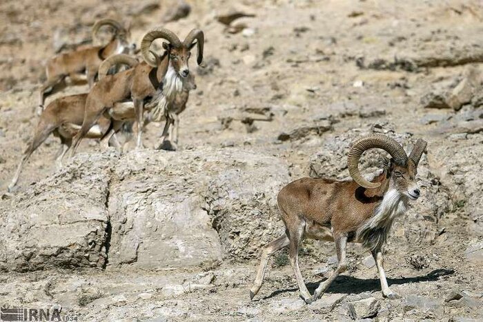 بیماری طاعون نشخوارکنندگان کوچک تهدیدی جدی برای حیات وحش البرز 2