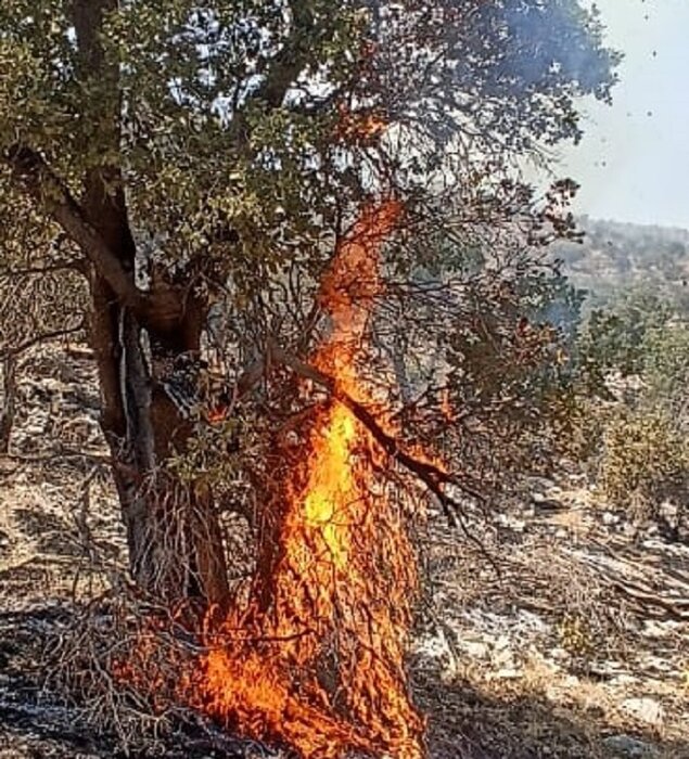 بیش از ۱۵۰ هکتار از منطقه حفاظت شده خامی باشت در آتش سوخت 