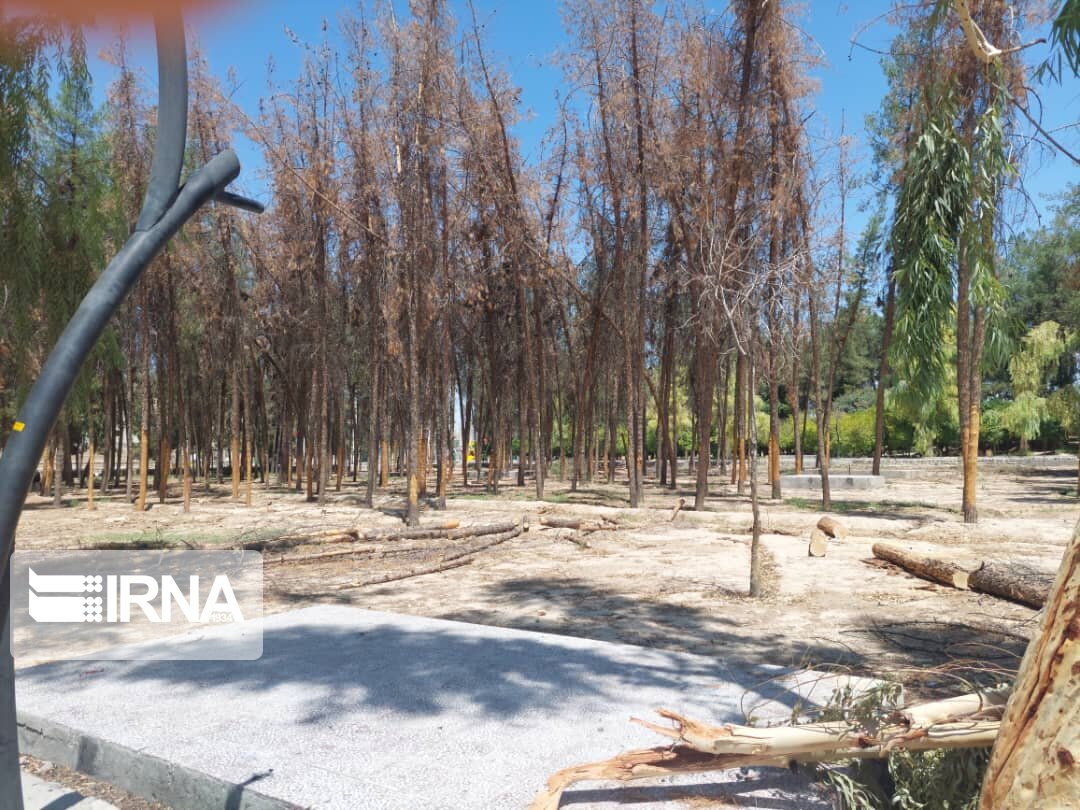 سوسک برگ خوار به جان درختان کاج در شهر جهرم افتاد   سوسک برگ خوار به جان درختان کاج در شهر جهرم افتاد