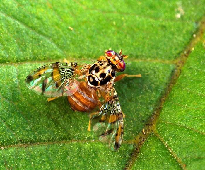 هشدار درباره خطر طغیان مگس میوه مدیترانهای در باغهای فارس  هشدار درباره خطر طغیان مگس میوه مدیترانهای در باغهای فارس