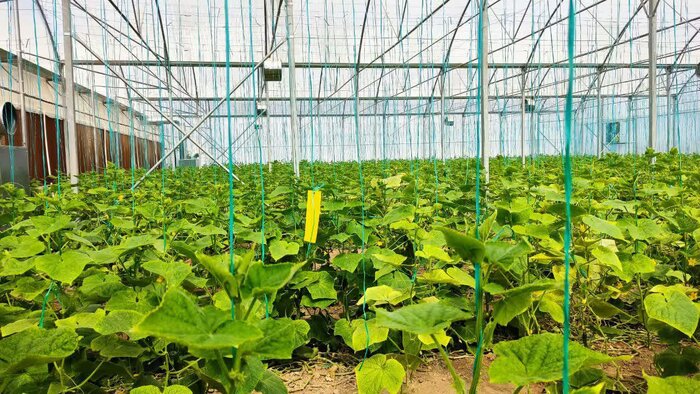 همزمان با هفته دولت سه طرح زیرساختی در پیشوا افتتاح شد