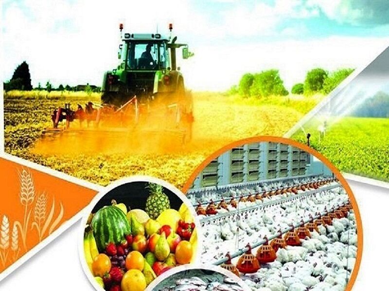 صادرات حدود ۵۸۰ میلیون دلار محصولات کشاورزی و دامی از خراسان رضوی در یک سال گذشته 