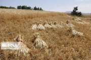 پیش بینی تولید ۶۲۰ هزار تن گندم در لرستان