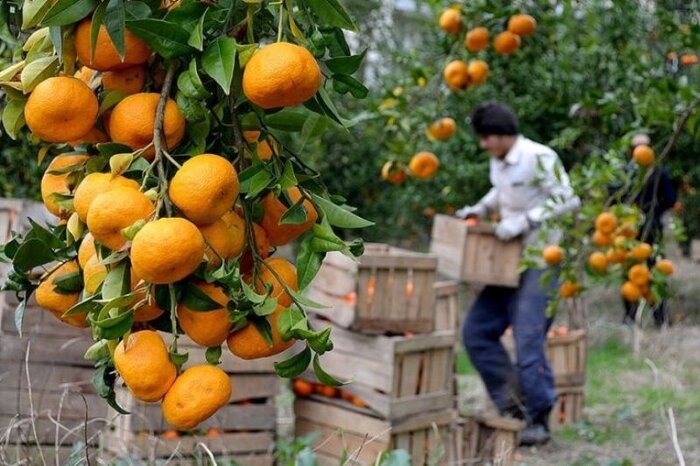 مرکبات مازندران؛ چند گام تا صادرات