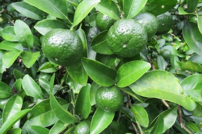 مرکبات مازندران؛ چند گام تا صادرات