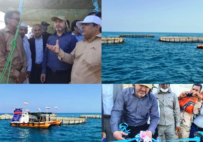 فاز نخست مزرعه پرورش ماهی در قفس بندرکلاهی میناب افتتاح شد فاز نخست مزرعه پرورش ماهی در قفس بندرکلاهی میناب افتتاح شد