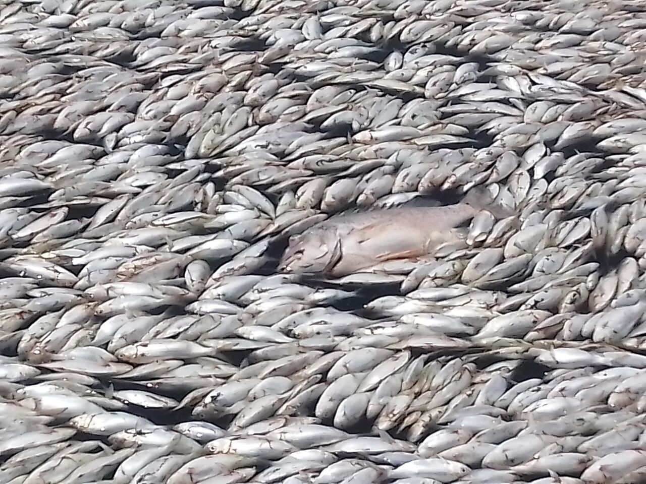 بررسی کارشناسی علت مرگ ماهیان در دریاچه نمک ماهشهر ادامه دارد