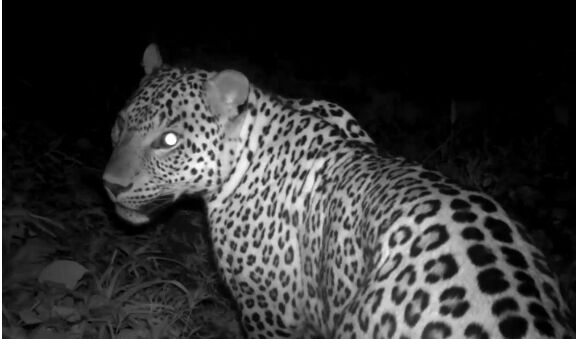 تصویر دومین پلنگ نر در ارتقاعات املش ثبت شد تصویر دومین پلنگ نر در ارتقاعات املش ثبت شد